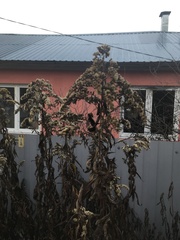 Solidago gigantea