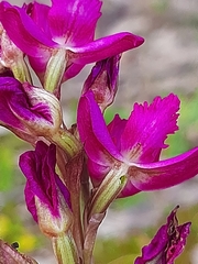 Disa procera