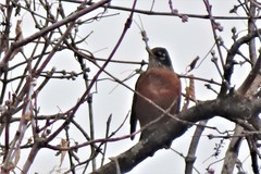 Turdus migratorius