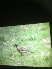 Turdus migratorius