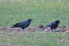 Corvus brachyrhynchos