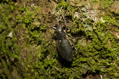 Naupactus auricinctus