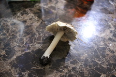 Pseudosperma