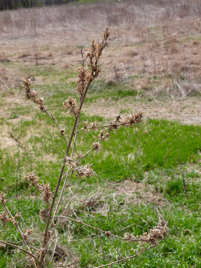 Ruderalis Marijuana from West Omaha, Omaha, NE, USA on April 29, 2018 ...