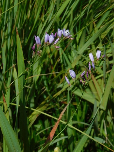 Geissorhiza ramosa