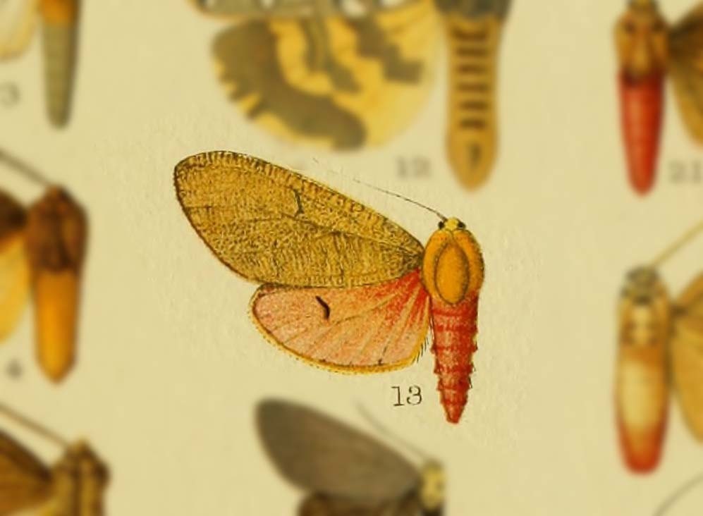 Teracotona pruinosa