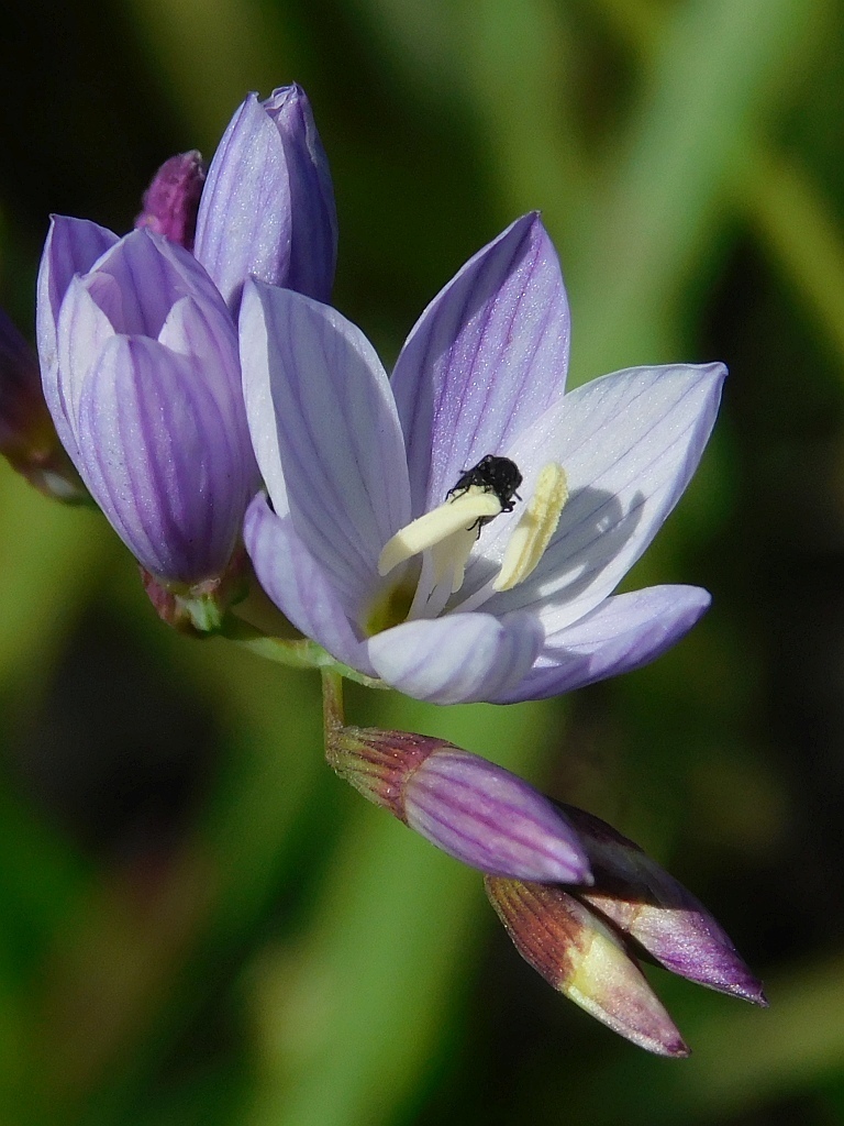 Geissorhiza ramosa, Greyton Commonage, 7233, South Africa