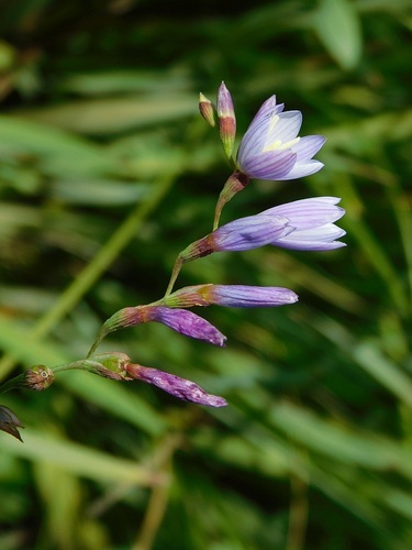 Geissorhiza ramosa
