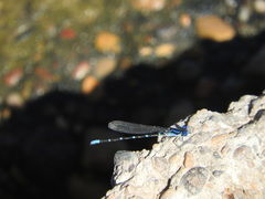 Argia sedula