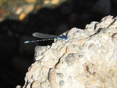 Argia sedula