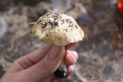 Pseudosperma
