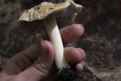 Pseudosperma