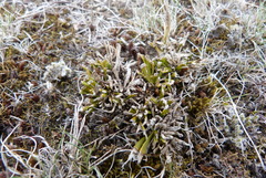 Carmichaelia corrugata