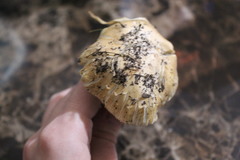 Pseudosperma