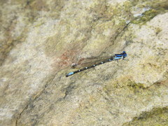 Argia sedula