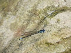 Argia sedula