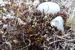 Xanthoparmelia tasmanica