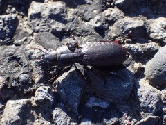 Mecodema crenaticolle