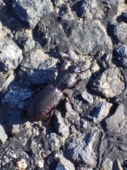 Mecodema crenaticolle