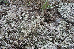 Xanthoparmelia tasmanica