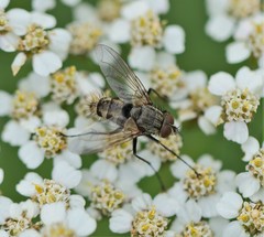Tachinomyia