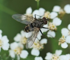 Tachinomyia