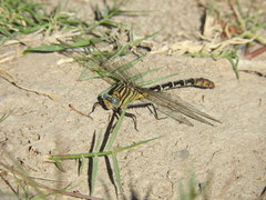 Dromogomphus spoliatus