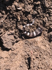 Coleonyx mitratus