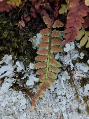 Asplenium bradleyi