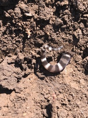Coleonyx mitratus