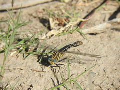 Dromogomphus spoliatus