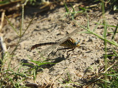 Dromogomphus spoliatus