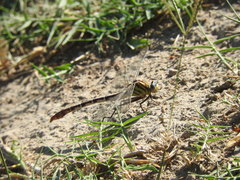 Dromogomphus spoliatus