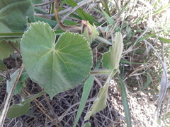 Callianthe pauciflora