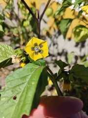 Physalis philadelphica