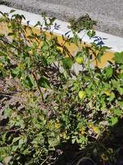 Physalis philadelphica