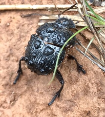 Dendropaemon vazdemelloi