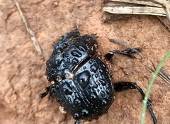 Dendropaemon vazdemelloi