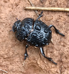 Dendropaemon vazdemelloi