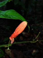 Passiflora glandulosa