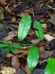 Passiflora glandulosa