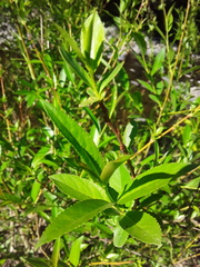 Kageneckia lanceolata
