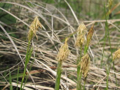 Carex michelii