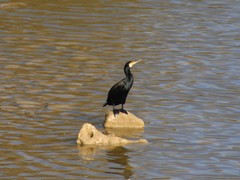 Phalacrocorax carbo