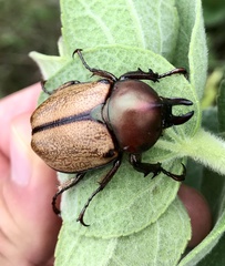 Agaocephala mannerheimi