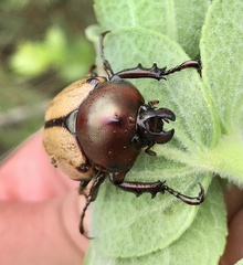 Agaocephala mannerheimi
