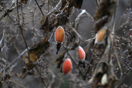 Thladiantha dubia iNat (1)
