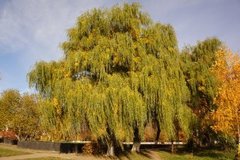 Salix