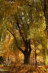 Salix