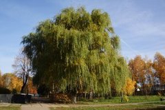 Salix